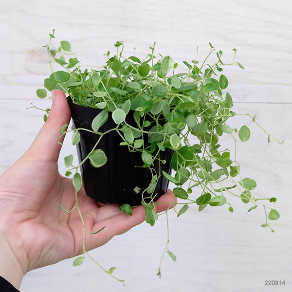 観葉植物 ぺぺロミア 美衣子 3号ポットの詳細画像4