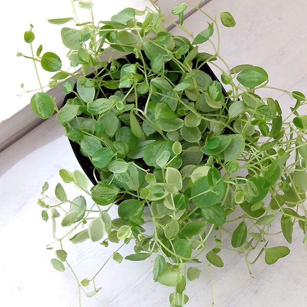 観葉植物 ぺぺロミア 美衣子 3号ポットの詳細画像5