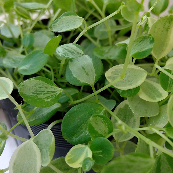 観葉植物 ぺぺロミア 美衣子 3号ポットの詳細画像1