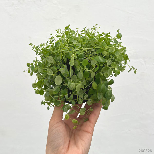 観葉植物 ぺぺロミア 美衣子 3号ポットの詳細画像2