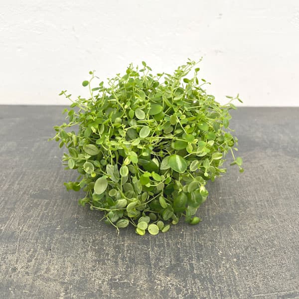 観葉植物 ぺぺロミア 美衣子 3号ポットの詳細画像3