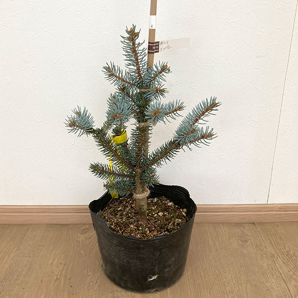 花木 庭木の苗 ピセアプンゲンス（プンゲンストウヒ） グラウカ