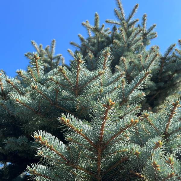 コロラドトウヒのおすすめ人気商品一覧 通販 - Yahoo!ショッピング