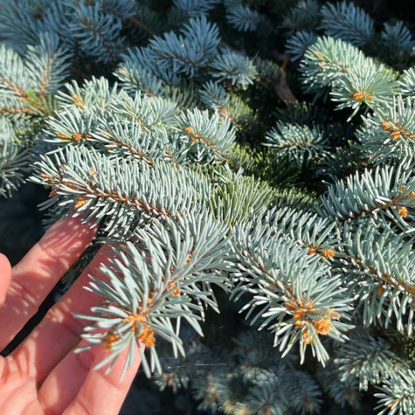 プンゲンストウヒ ホプシー（コニファー、針葉樹）｜苗木、植木 | 花