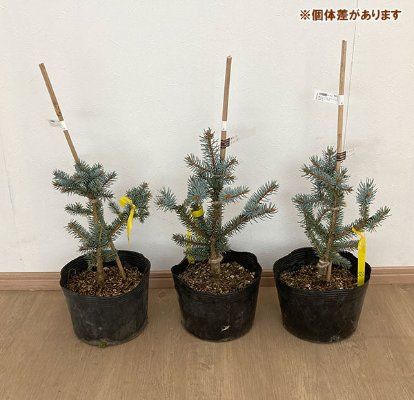 花木 庭木の苗 ピセアプンゲンス（プンゲンストウヒ） グラウカ