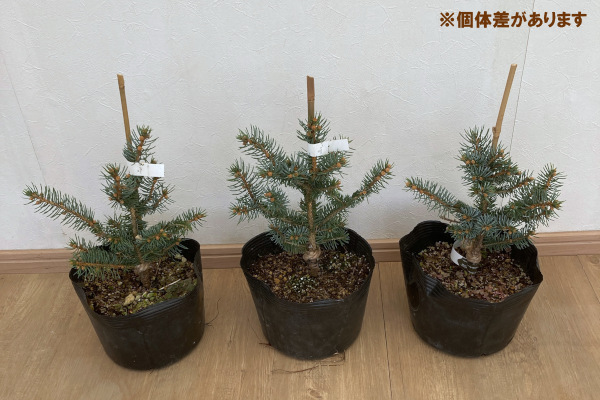 花木 庭木の苗 ピセアプンゲンス（プンゲンストウヒ） グラウカ
