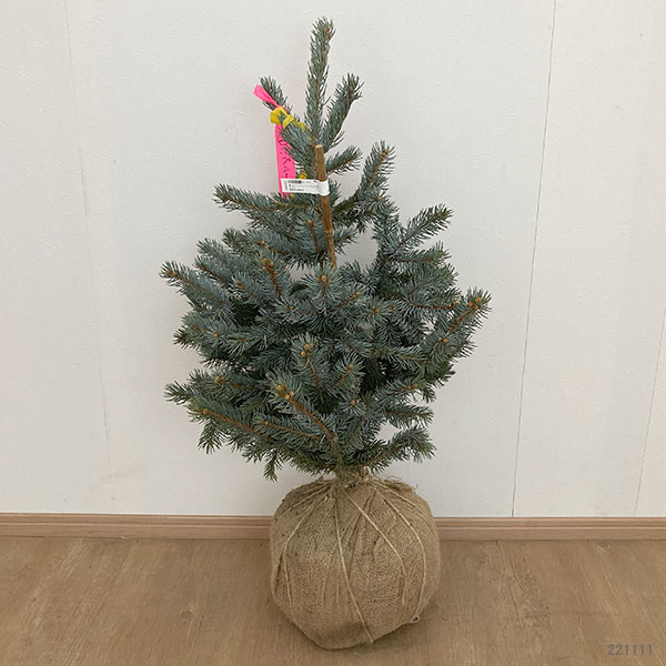 プンゲンストウヒ ホプシー（コニファー、針葉樹）｜苗木、植木 | 花