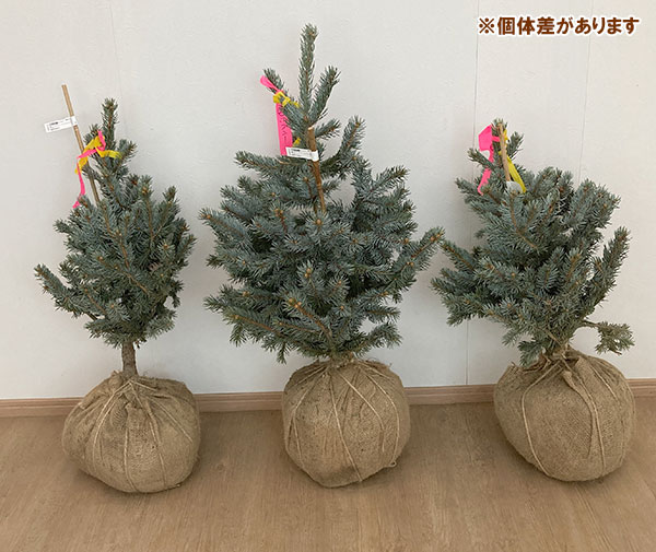 花木 庭木の苗 ピセアプンゲンス（プンゲンストウヒ） ホプシー 樹高80-90cm根巻き（ポット植え込み）