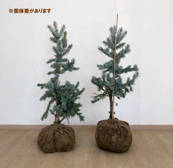 花木 庭木の苗 ピセアプンゲンス（プンゲンストウヒ） ホプシー 樹高80-90cm根巻き（ポット植え込み）