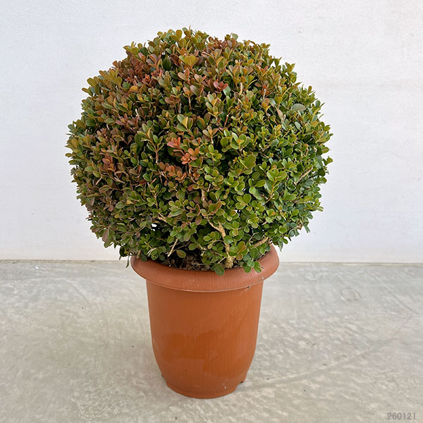 ツゲ玉仕立て（常緑樹の植木、庭木）｜苗木、植木 | 花、ガーデニング