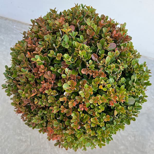 ツゲ玉仕立て（常緑樹の植木、庭木）｜苗木、植木 | 花、ガーデニング
