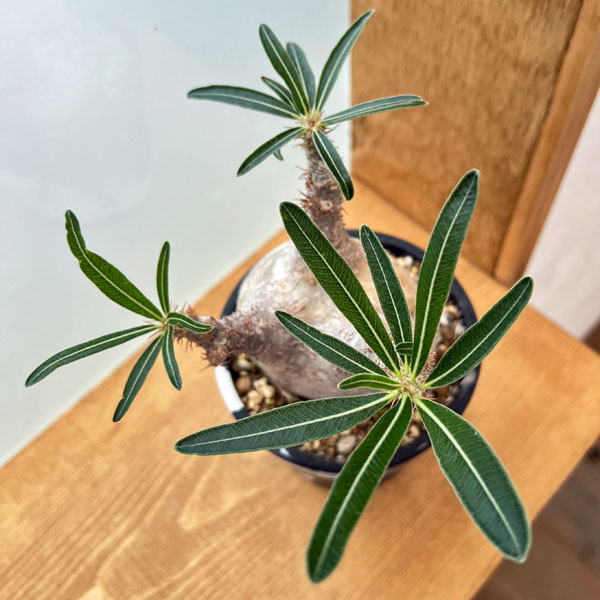 観葉植物/パキポディウム：グラキリス（発根済み株）3.5号（G29