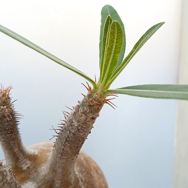 観葉植物/パキポディウム：グラキリス（発根済み株）3.5号（G171） 観葉植物