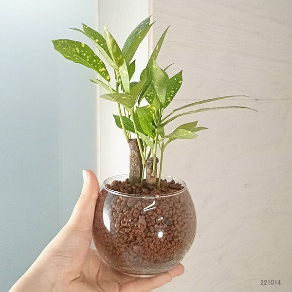 観葉植物 クロトン（観葉植物）の商品一覧 | 花、ガーデニング 通販