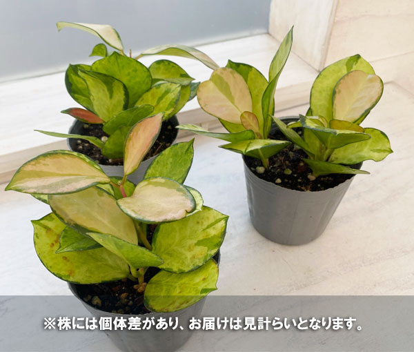 観葉植物/ホヤ：オーストラリス　リサ　3号ポット｜engei｜05