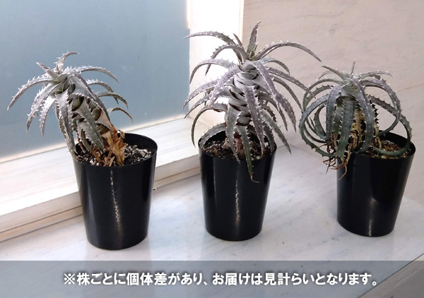 ディッキア dyckiaのおすすめ人気商品一覧 通販 - Yahoo!ショッピング