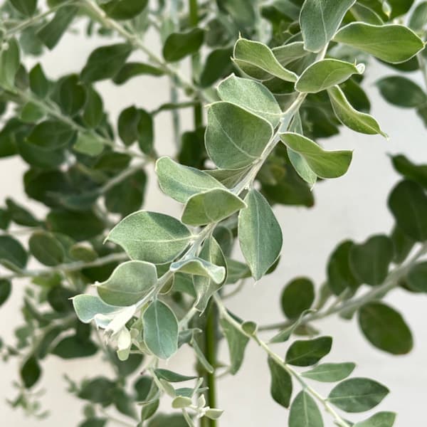 パールアカシアのおすすめ人気商品一覧 通販 - Yahoo!ショッピング