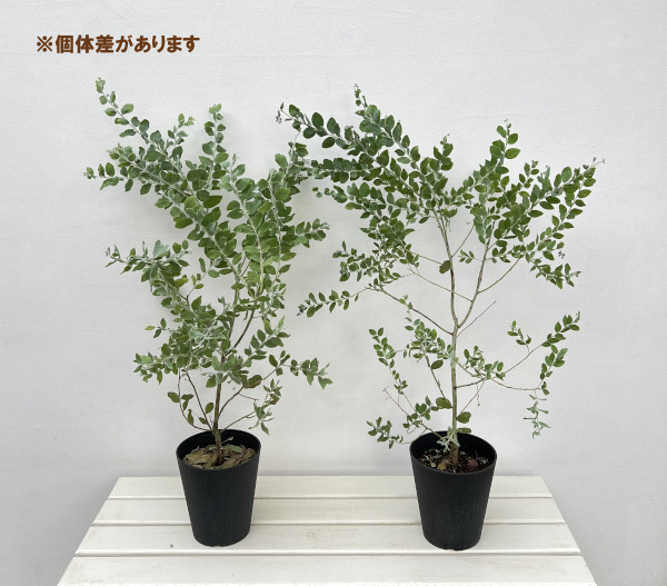 パールアカシア（苗木、植木） | 花、ガーデニング のおすすめ人気商品