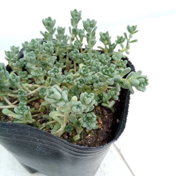 観葉植物 セダム オカタイトゴメ3号ポットの詳細画像1