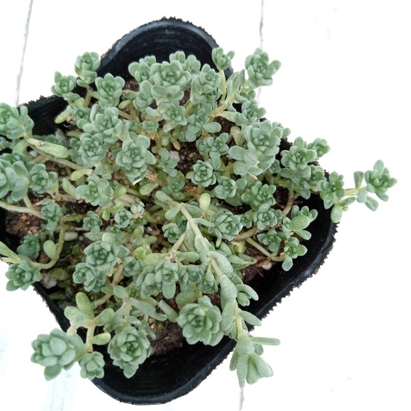 観葉植物 セダム オカタイトゴメ3号ポットの詳細画像2