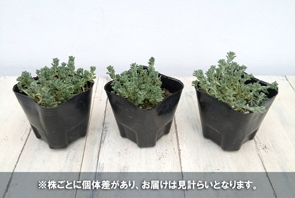 観葉植物 セダム オカタイトゴメ3号ポットの詳細画像3