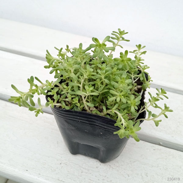 観葉植物 セダム オカタイトゴメ3号ポットの詳細画像5