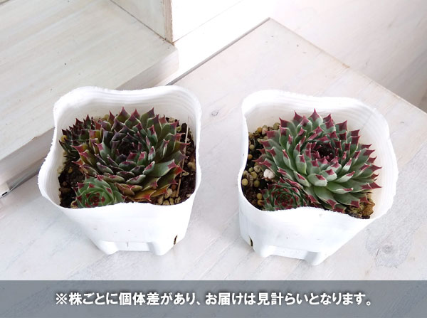 観葉植物 センペルビウム：ミントマーブル 3号ポット - 通販