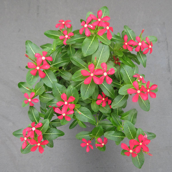 草花の苗 サマーセール (わけあり特価)ニチニ...の詳細画像2