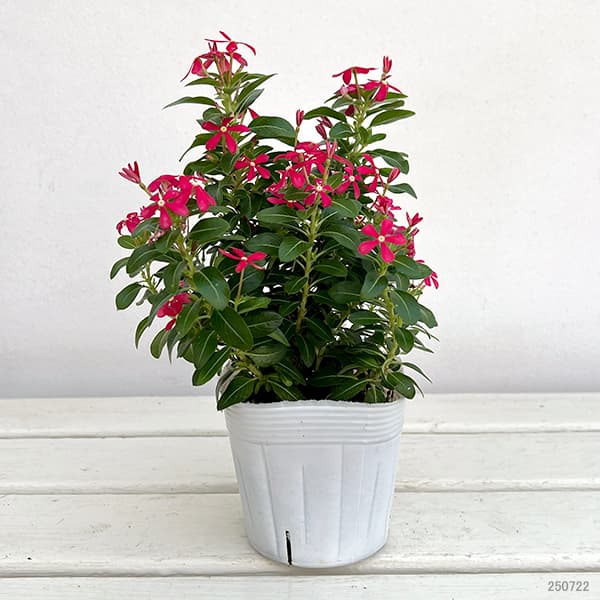 草花の苗 サマーセール (わけあり特価)ニチニ...の詳細画像1