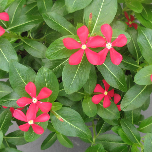 草花の苗 サマーセール (わけあり特価)ニチニ...の詳細画像3