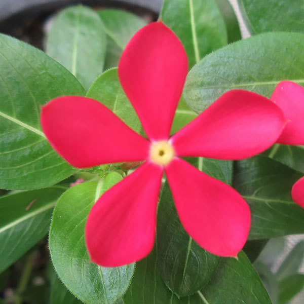 草花の苗 サマーセール (わけあり特価)ニチニ...の詳細画像5