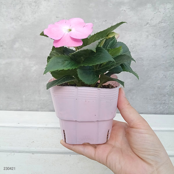 草花の苗 棚卸セール (わけあり特価)サンパチ...の詳細画像1