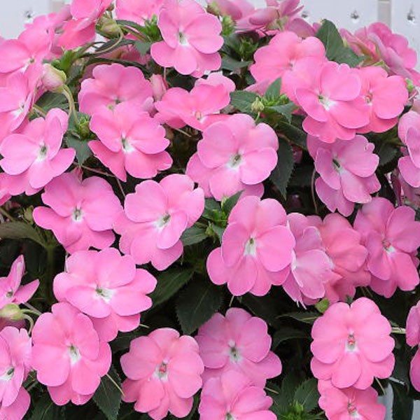草花の苗 棚卸セール (わけあり特価)サンパチ...の詳細画像3