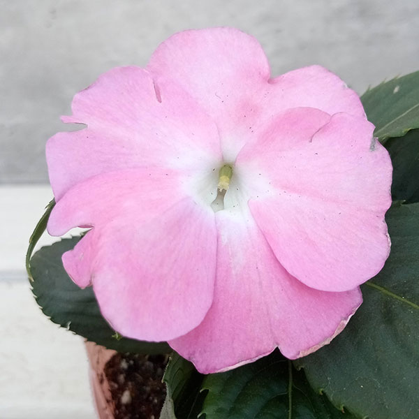 草花の苗 棚卸セール (わけあり特価)サンパチ...の詳細画像2
