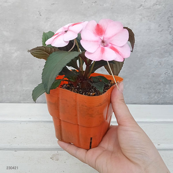 草花の苗 棚卸セール (わけあり特価)サンパチ...の詳細画像1