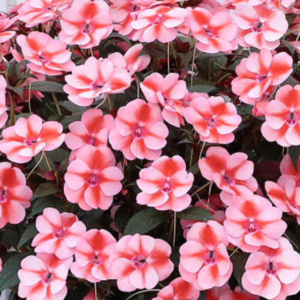 草花の苗 棚卸セール (わけあり特価)サンパチ...の詳細画像4