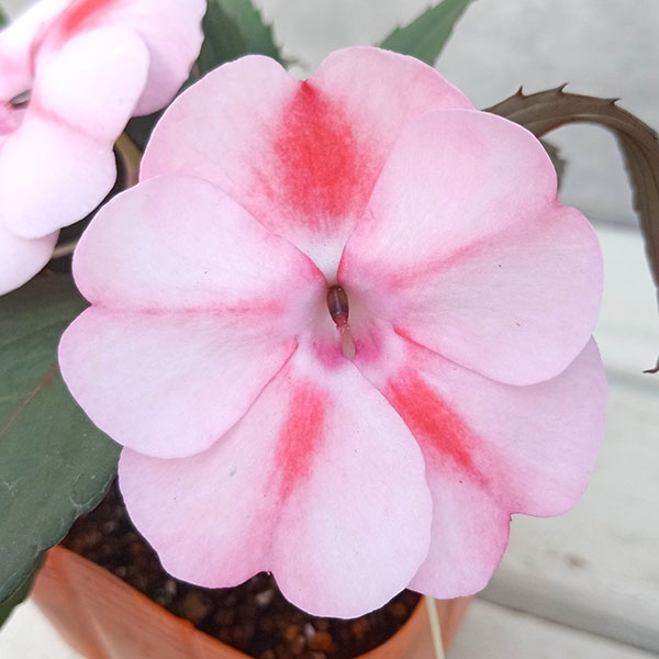 草花の苗 棚卸セール (わけあり特価)サンパチ...の詳細画像2