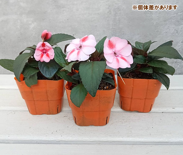 草花の苗 棚卸セール (わけあり特価)サンパチ...の詳細画像3