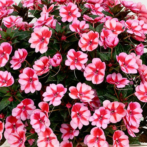 草花の苗 棚卸セール (わけあり特価)サンパチ...の詳細画像2