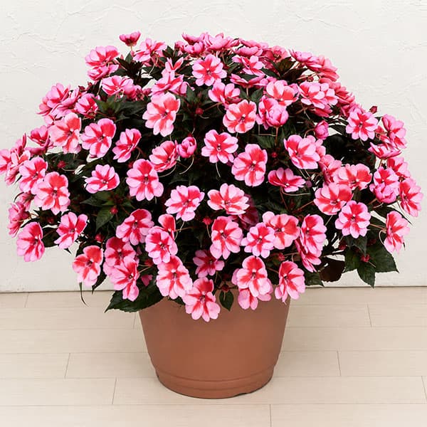 草花の苗 棚卸セール (わけあり特価)サンパチ...の詳細画像1