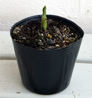 草花の苗 シラン(紫蘭) 白花3号ポットの詳細画像3