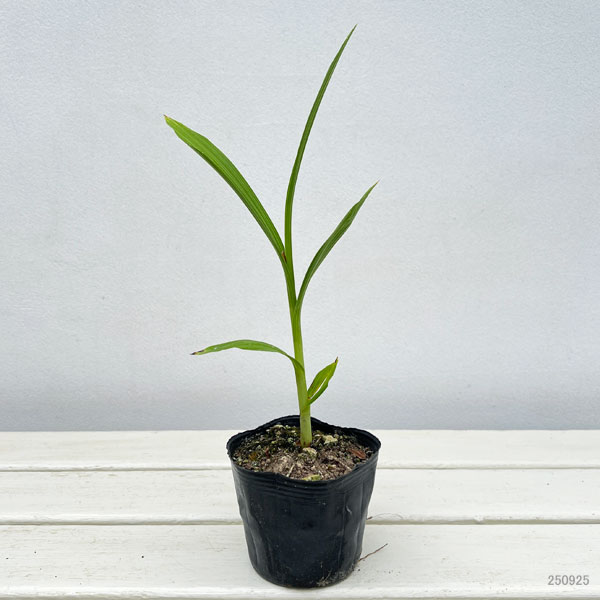 草花の苗 シラン(紫蘭) 白花3号ポットの詳細画像1