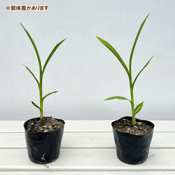 草花の苗 シラン(紫蘭) 白花3号ポットの詳細画像2