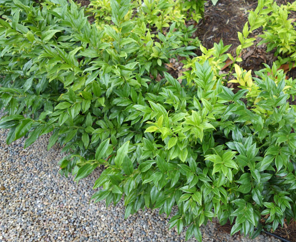 【ご注文】サルココッカ　大12株セット　苗 サルココッカ（苗木、植木） | 花、ガーデニング のおすすめ人気