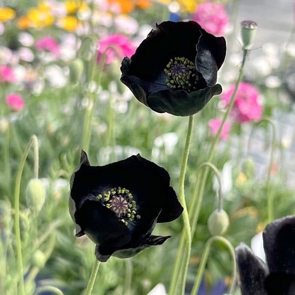 オリエンタルポピー 苗（苗） | 花、ガーデニング のおすすめ人気商品