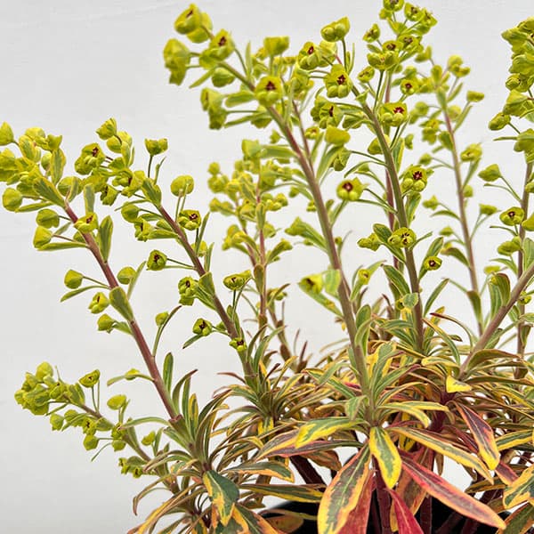 ユーフォルビア苗（花の苗）｜苗 | 花、ガーデニング のおすすめ人気
