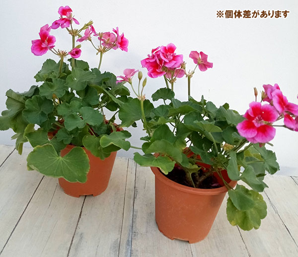 草花の苗/ゼラニウム：カリオペラベンダースプラッシュ5号鉢植え｜engei｜07