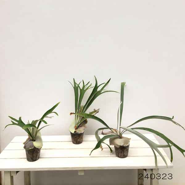 観葉植物 アーリーサマーセール ビカクシダ（コウモリラン） ベイチー