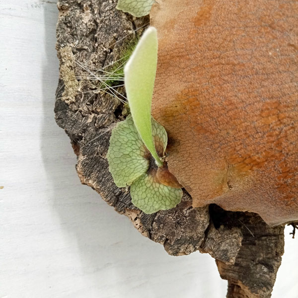 観葉植物 棚卸セール （わけあり特価）ビカクシダ（コウモリラン