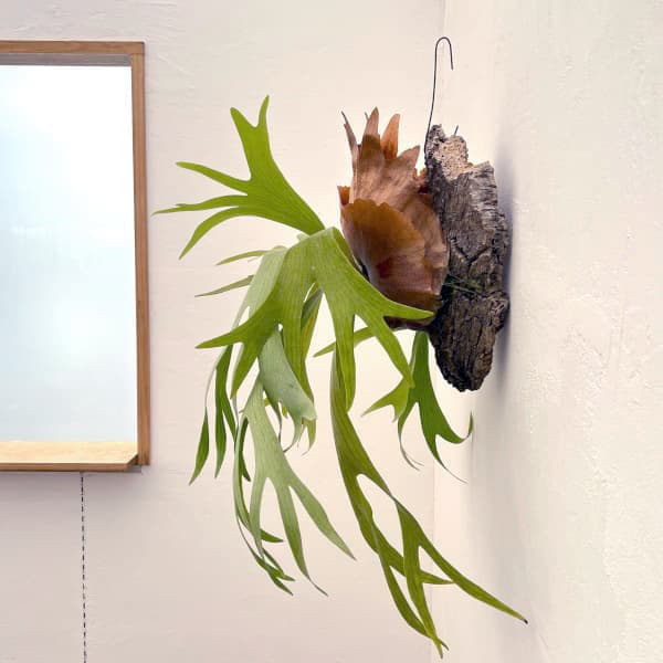 観葉植物 棚卸セール （わけあり特価）ビカクシダ（コウモリラン